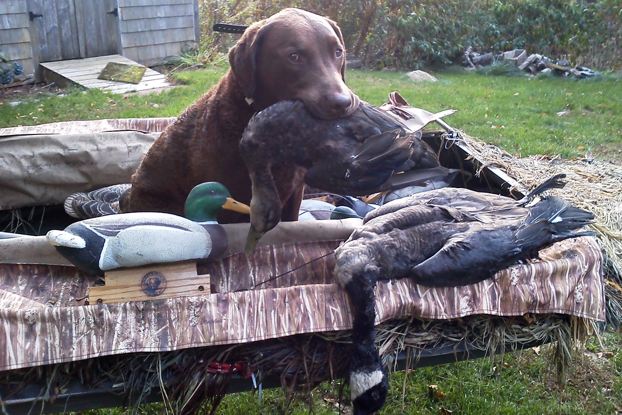 Boat Dog