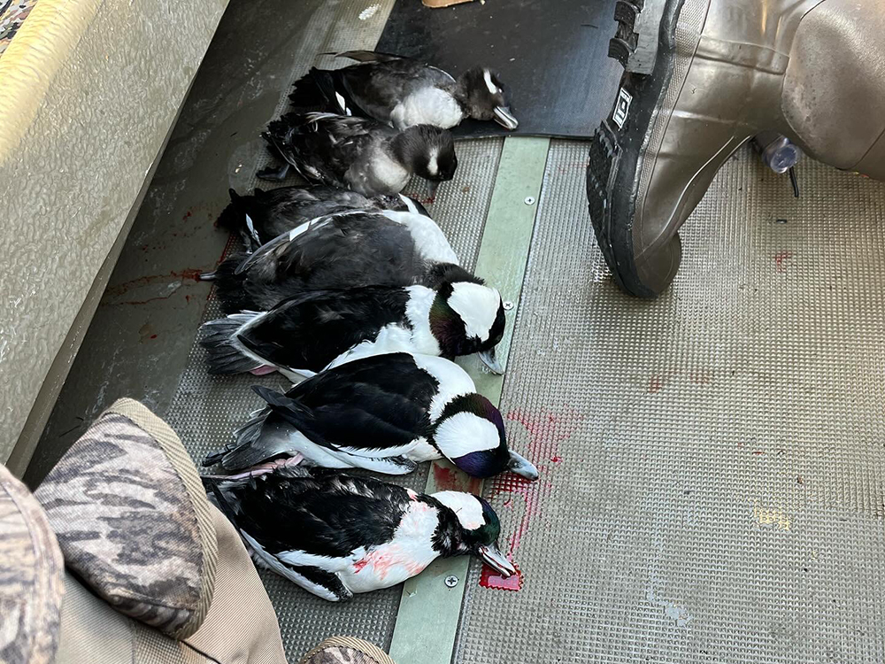 ducks on the deck