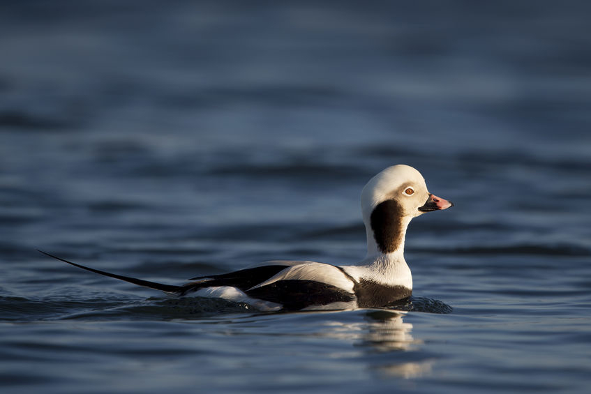 Water Fowl