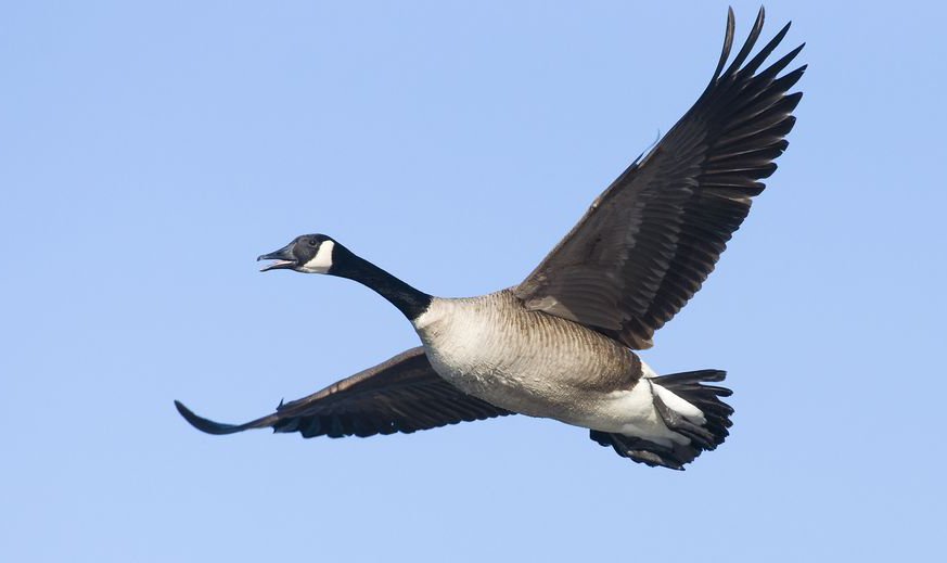 Water Fowl