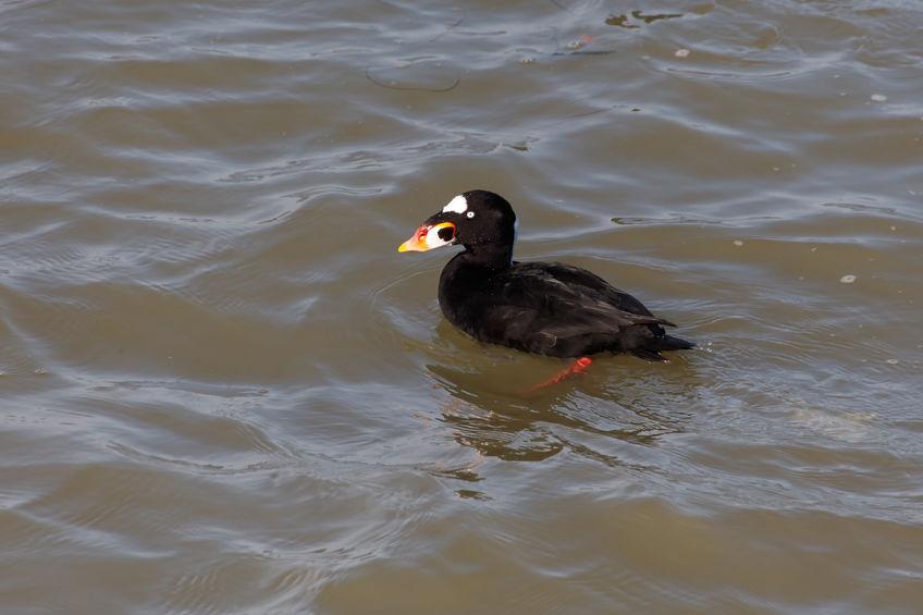 Water Fowl