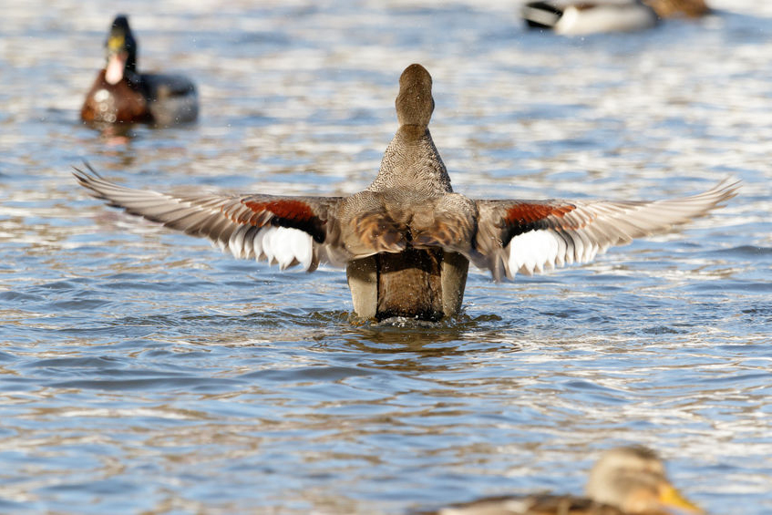 Water Fowl