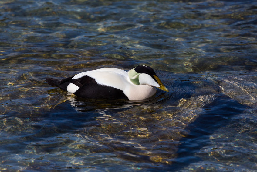 Water Fowl