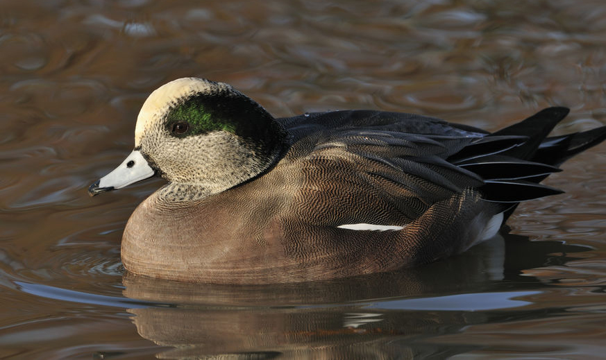 Water Fowl