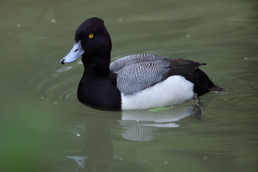 Water Fowl