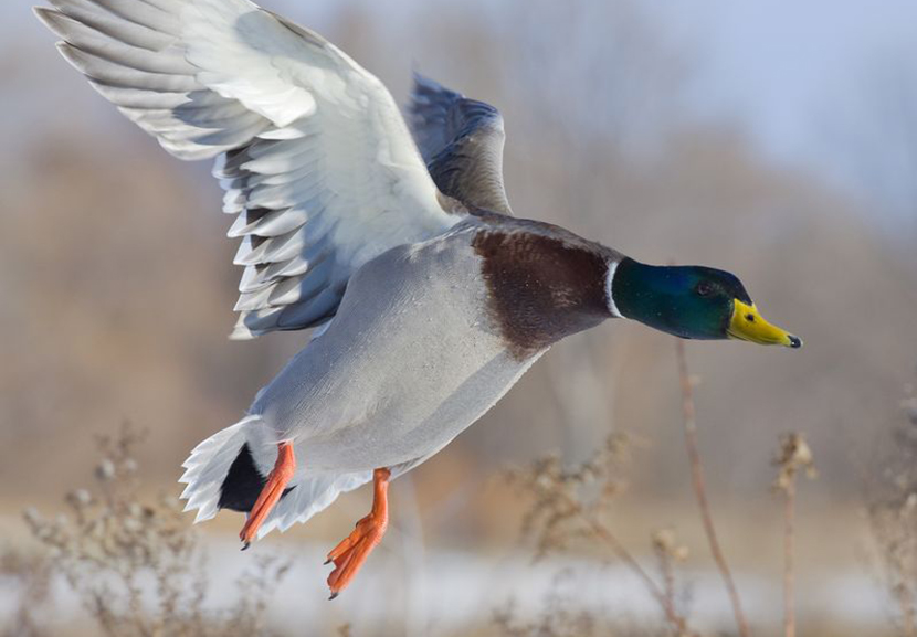 Water Fowl