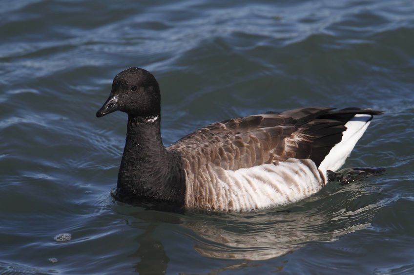 Water Fowl