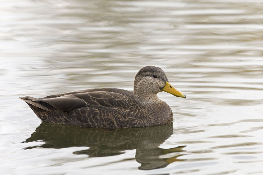 Water Fowl