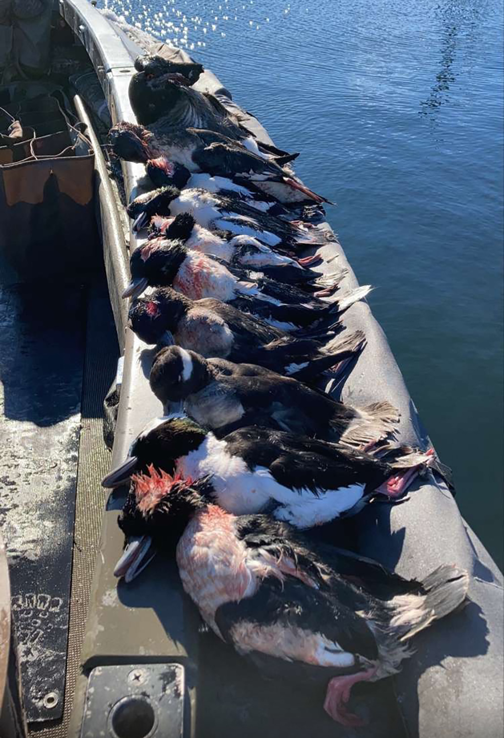 top deck birds