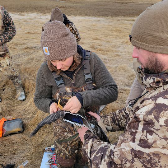 bird banding