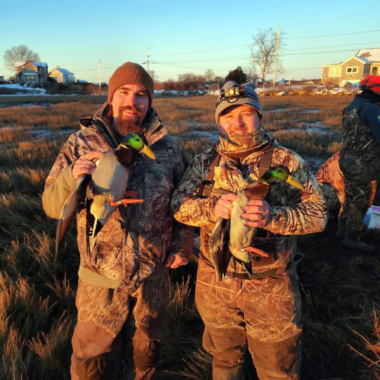 banded mallards